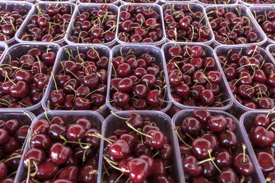 famille_bouillard_cerises