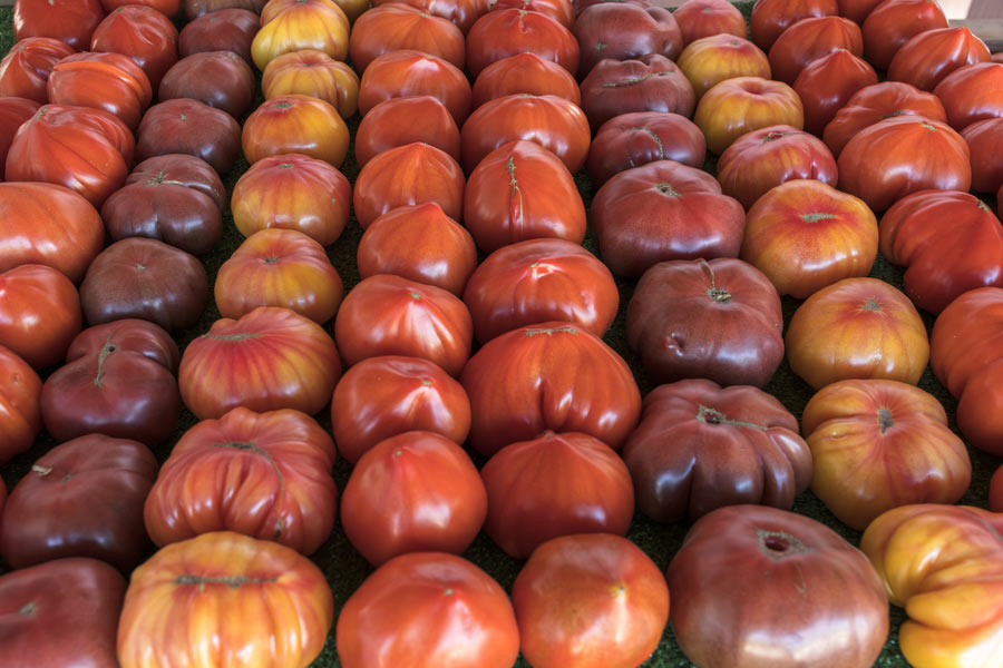 famille_bouillard_tomates_b